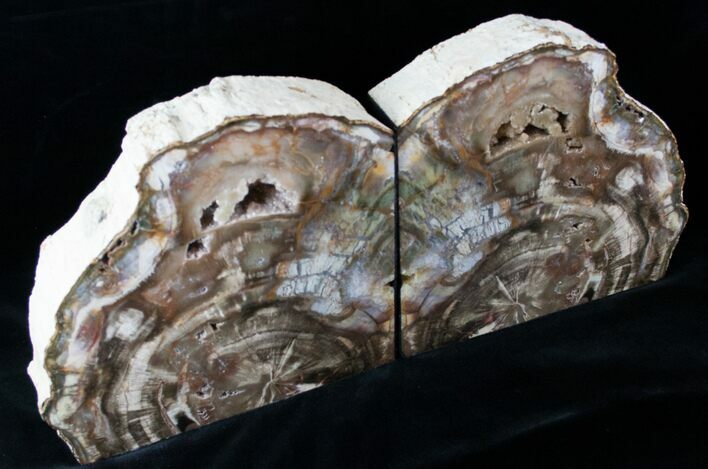 Madagascar Petrified Wood Bookends - Tall, Wide #12660